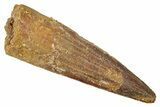 Fossil Spinosaurus Tooth - Real Dinosaur Tooth #344380-1